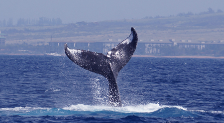 Humpback whale tail on Maui