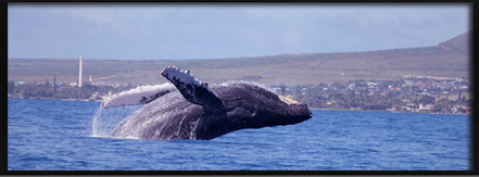 Breach of a Humpback whale on Maui