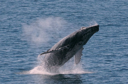 Humpback on Maui breach